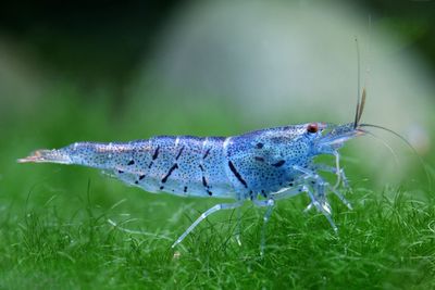 Blue Aura Shrimp