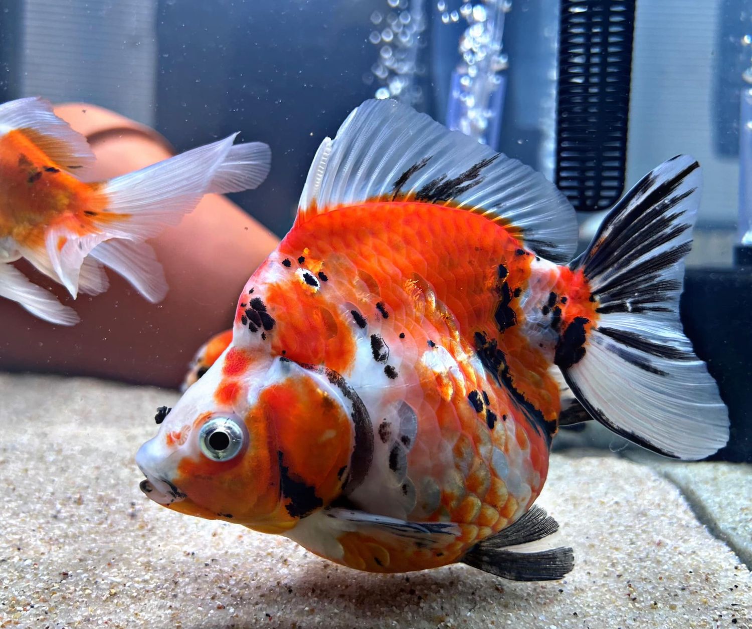 Tricolor Short Tail Ryukin Large