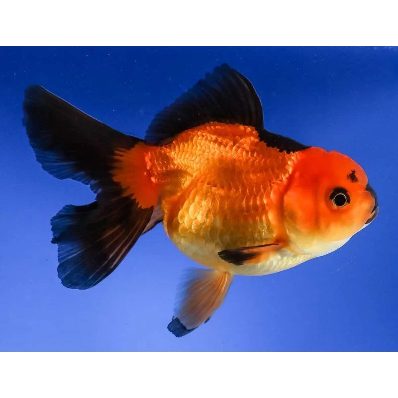 Red &amp; Black Oranda 2&quot;+