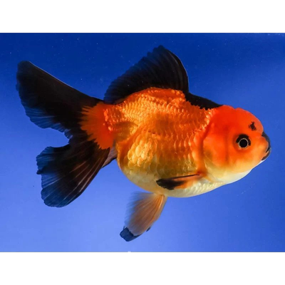 Red &amp; Black Oranda 2&quot;+
