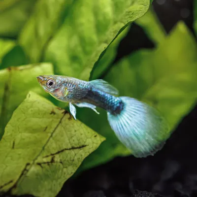 Neon Blue Guppy