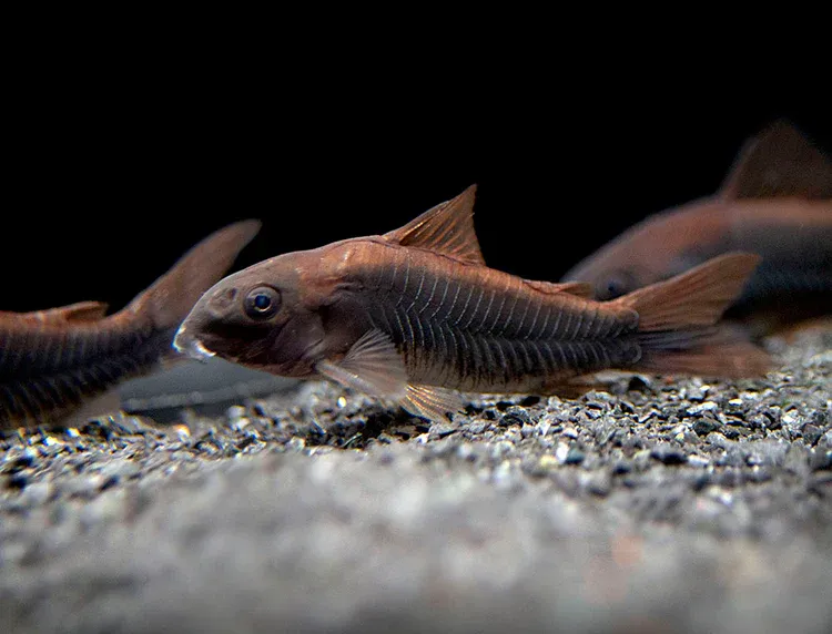Black Venezuela Cory Catfish (Corydoras schultzei) Tank Raised