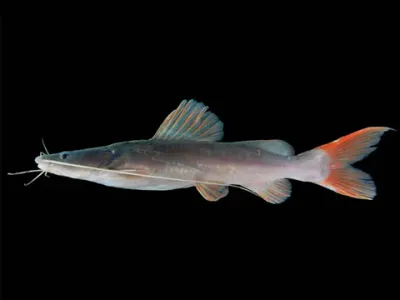 Asian Redtail Catfish (Hemibagrus wyckioides) 3&quot;