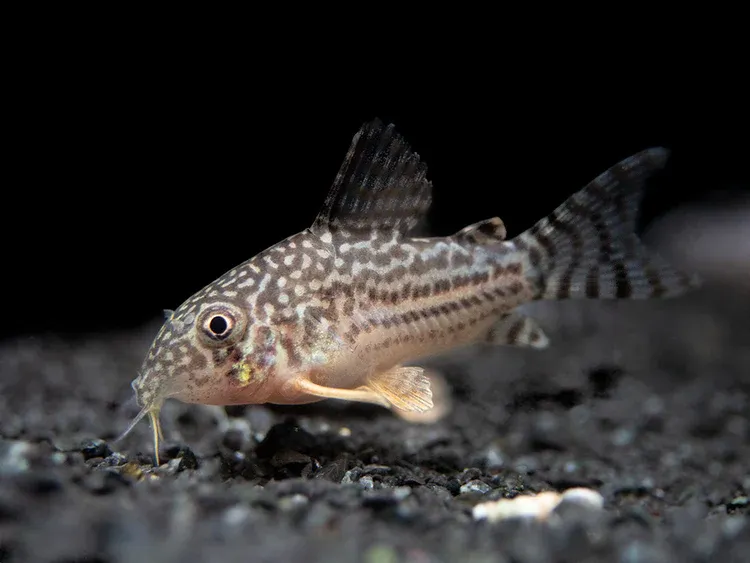 Sterba's Cory Catfish (Corydoras sterbai), Tank Raised