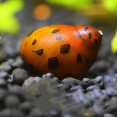 Red Onion Nerite Snail