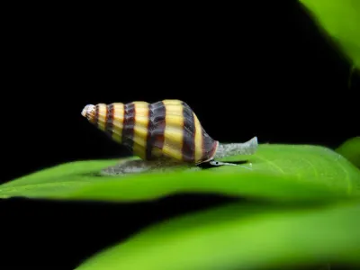 Assassin Snails (Clea helena)