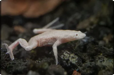 Albino African Dwarf Frog