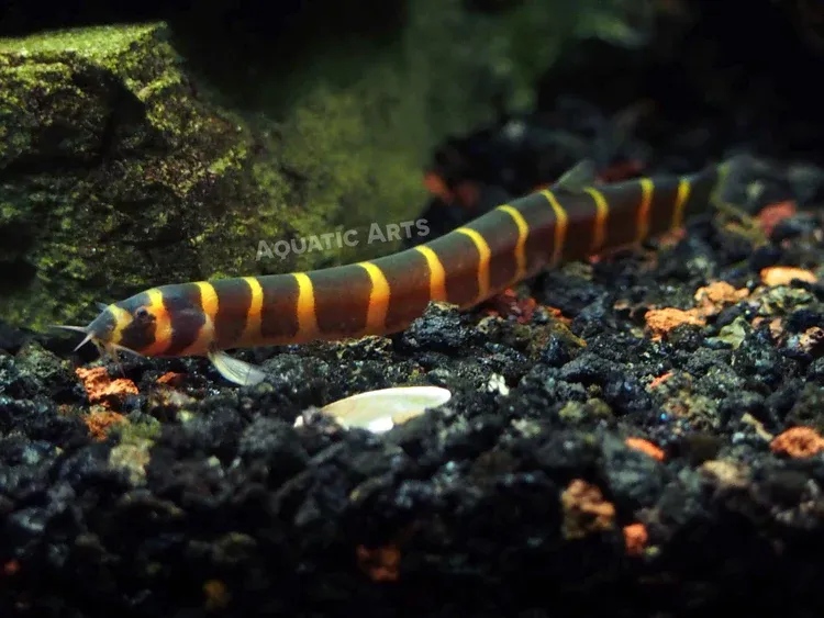 Kuhli Loach (Pangio Kuhlii/Semicincta)