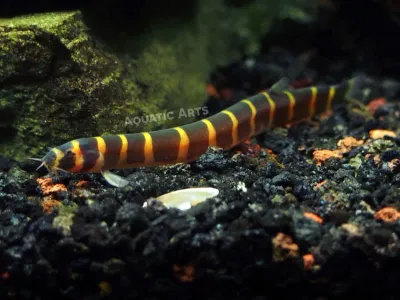Kuhli Loach (Pangio Kuhlii/Semicincta)