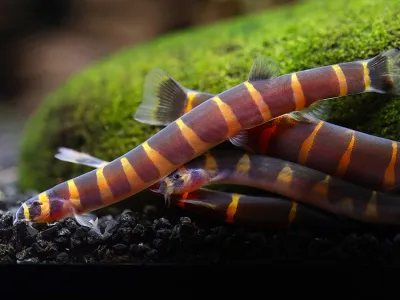 Giant Kuhli Loach (Pangio Myersi)