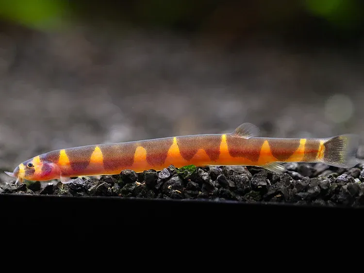 Exotic Aquarium