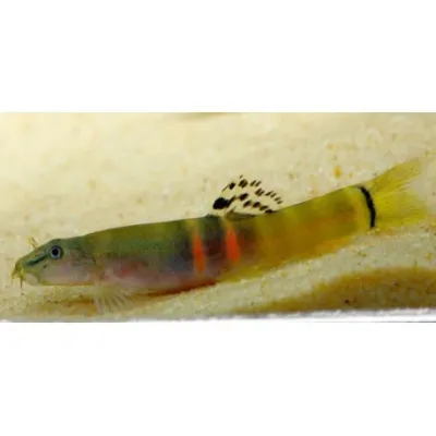 Sumo Loach (Schistura balteata) 2"-3"