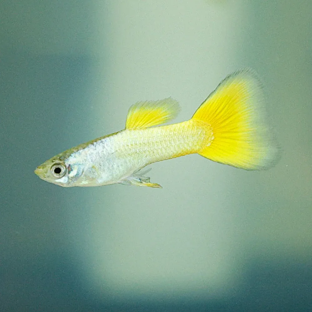 German Yellow Guppy