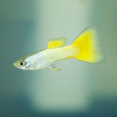 German Yellow Guppy