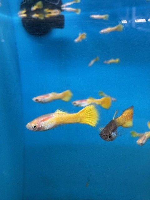 Golden Guppy