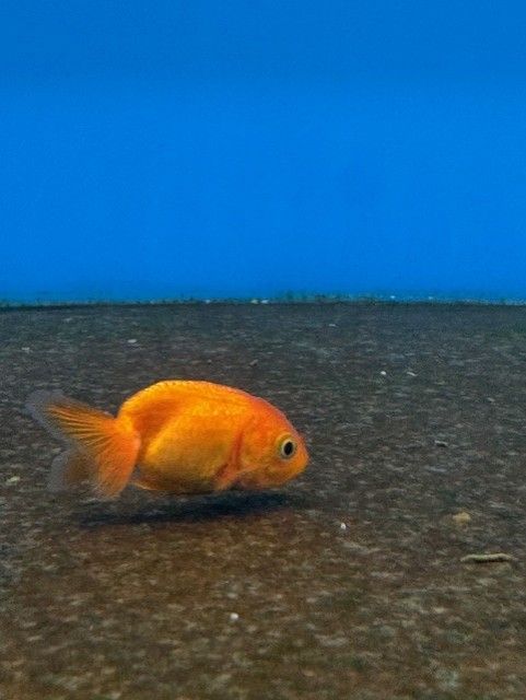 Thai Lionhead Goldfish 2"