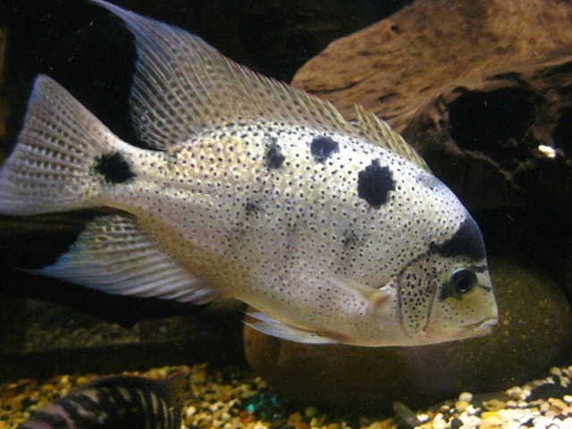 Silver Cichlid (Vieja argentea) 2"+