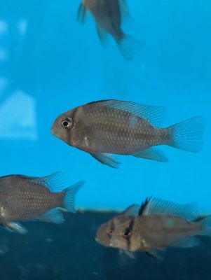 Blue Bandit Cichlid (Guianacara owroewefi) 2"+ Tank Bred