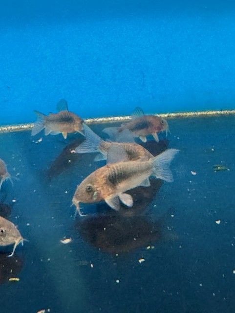 Blue Cory Catfish