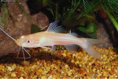 Albino Asian Redtail Catfish (Hemibagrus wyckioides)