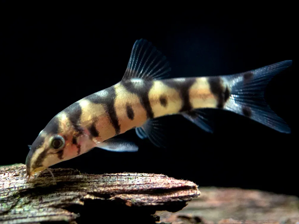 Yoyo Loach 1.5"