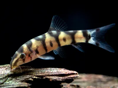 Yoyo Loach 1.5"