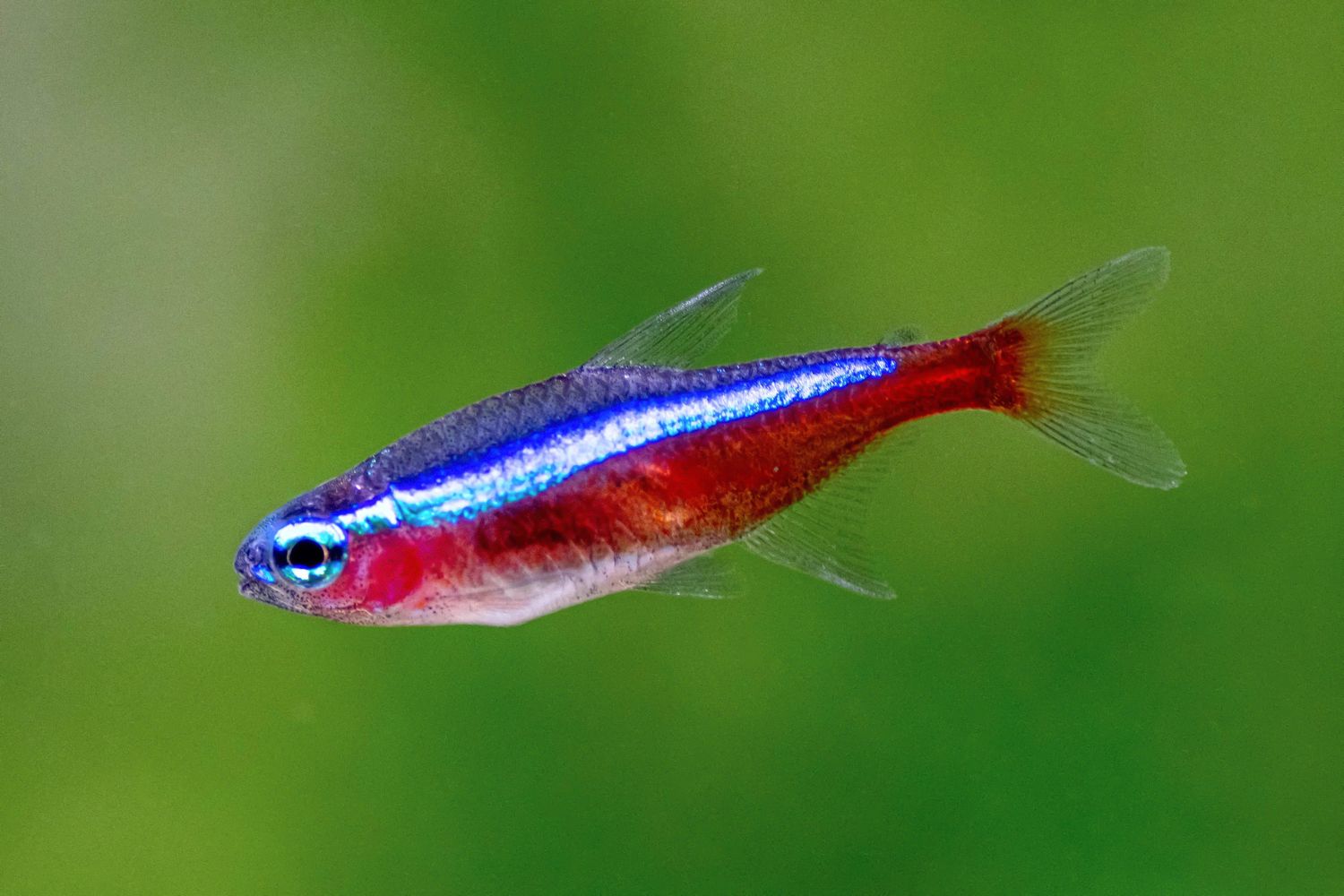 Cardinal Tetra (Tank Raised)