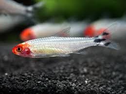 Brilliant Rummynose Tetra