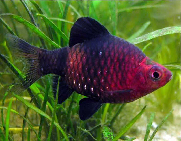 Black Ruby Barb 1.5"