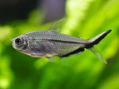 Blackline Costae Tetra (Moenkhausia costae)