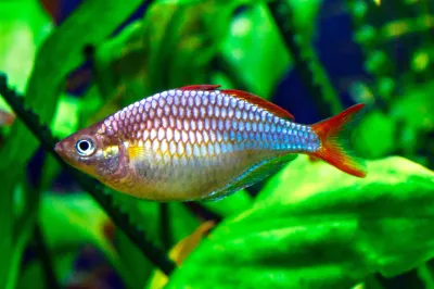 Neon Dwarf Rainbowfish 1"+