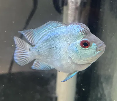 Thai Silk Flowerhorn 2"+