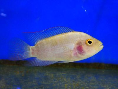 Golden Jack Dempsey 2.5"