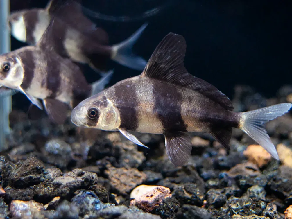 Chinese Hi Fin Banded Loach 3"