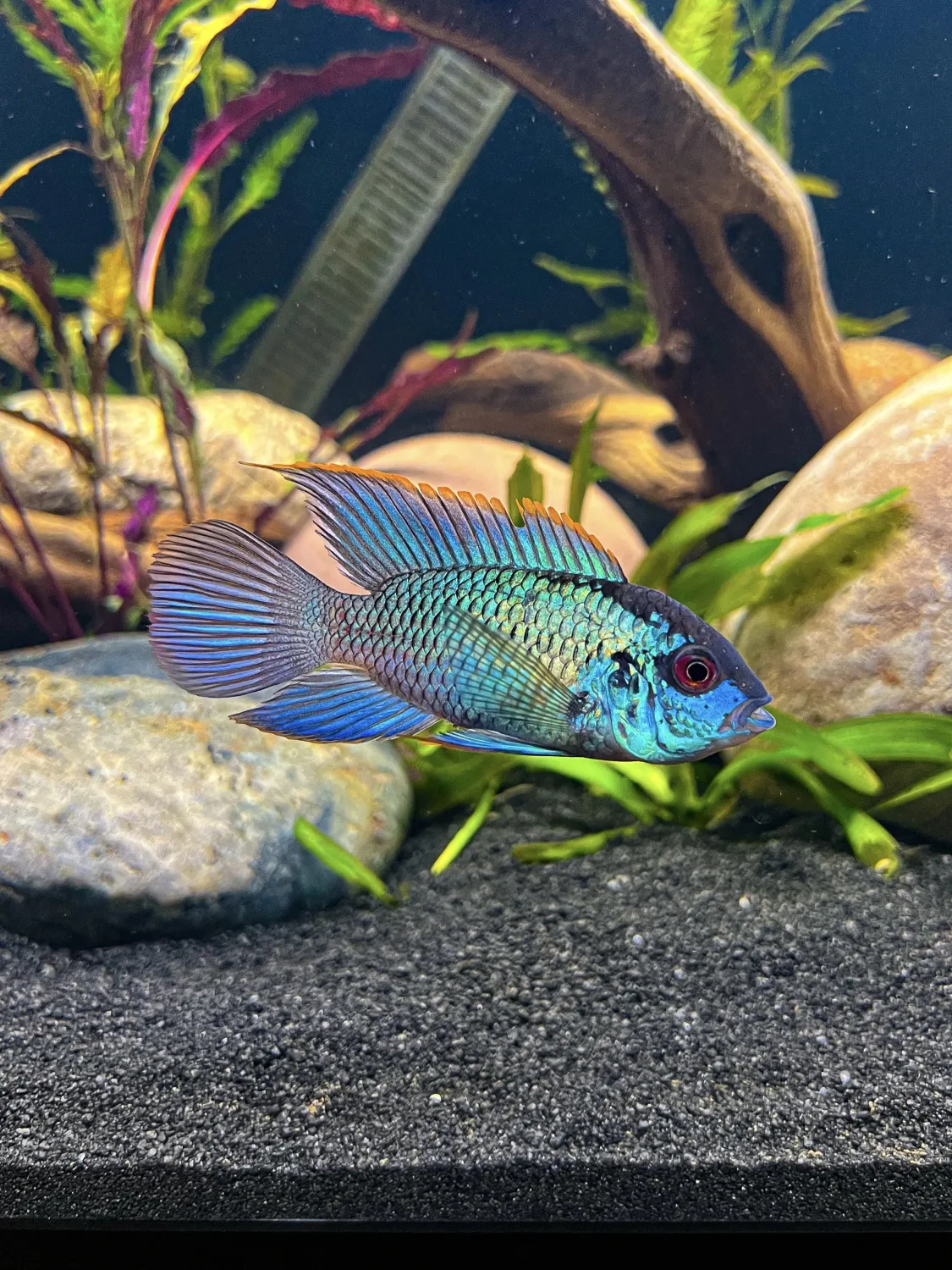 Electric Blue Acara 2"