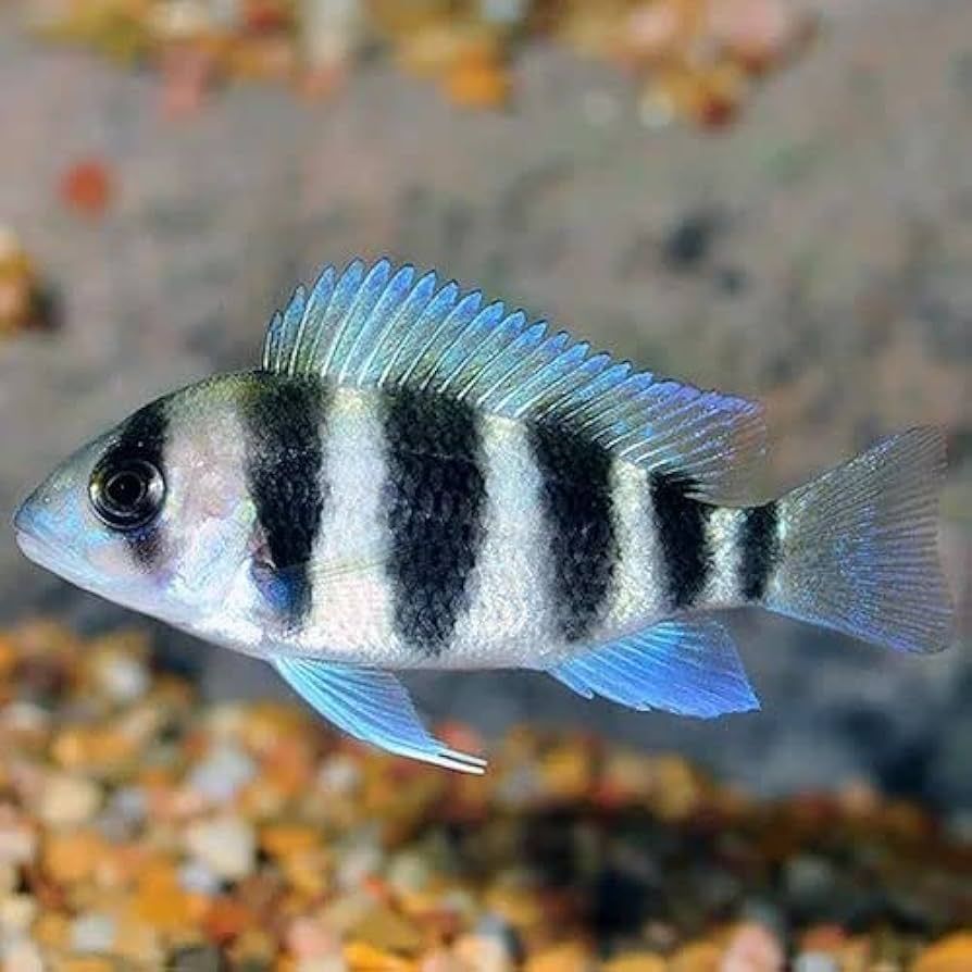 Frontosa Cichlid .75-1"