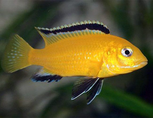 Electric Yellow Cichlid 1.5"