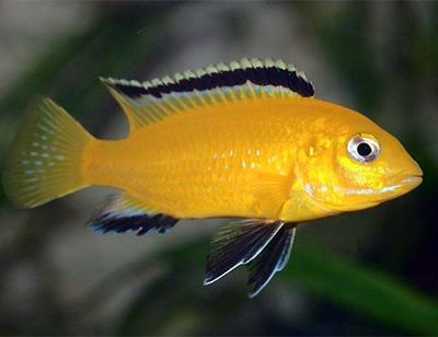 Electric Yellow Cichlid 1.5"