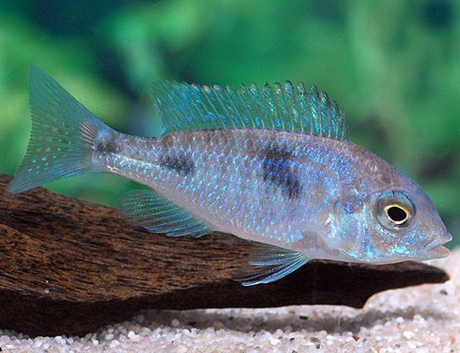 Blue Dolphin Cichlid 3"+