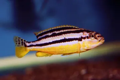 Auratus Cichlid 1.5"