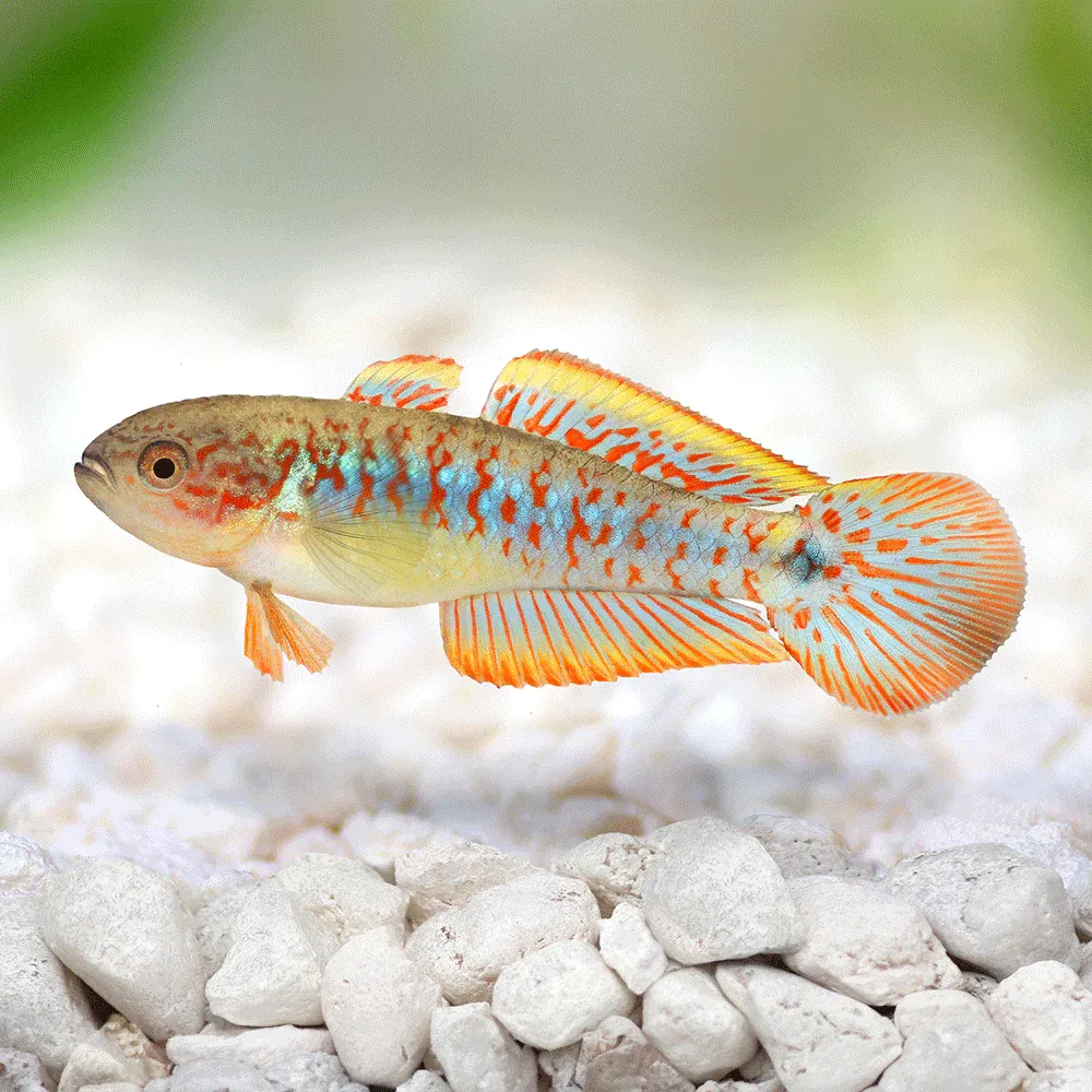 Peacock Gudgeon (Tateurndina ocellicauda) 1.5"+