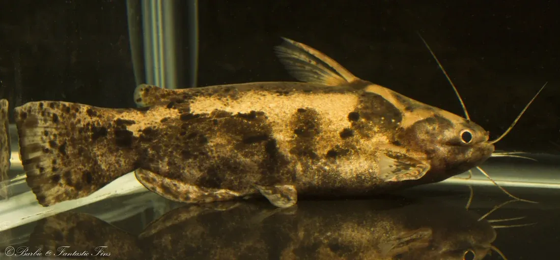 Fisher’s Wood Catfish (Trachelyopterus fisheri) 3"-3.5"