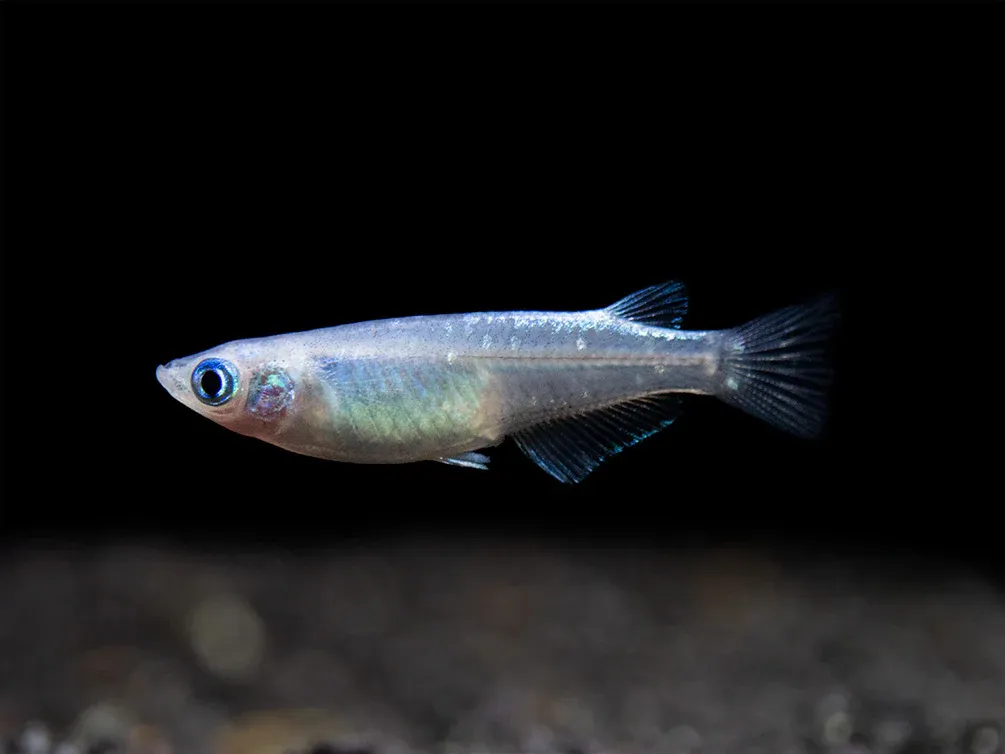 Blue Metallic Platinum Medaka Ricefish 3/4 to 1" (Local Tank Raised)