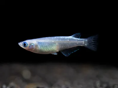 Blue Metallic Platinum Medaka Ricefish 3/4 to 1" (Local Tank Raised)
