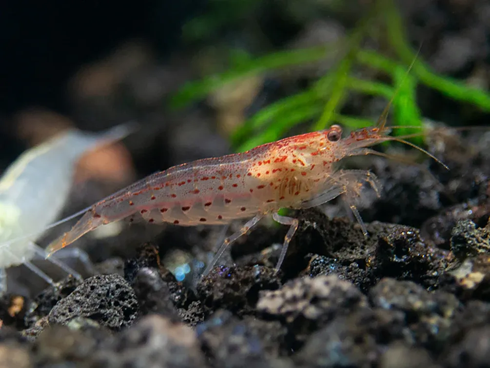 Sun Orange Amano Shrimp