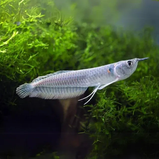 Silver Arowana 4.5"+