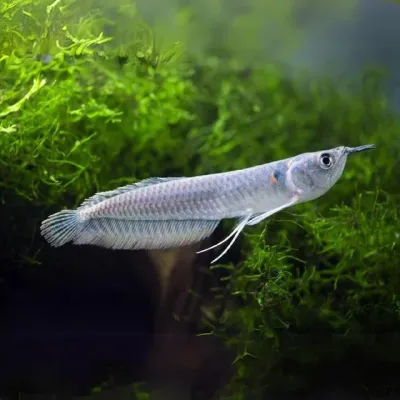 Silver Arowana 4.5"+
