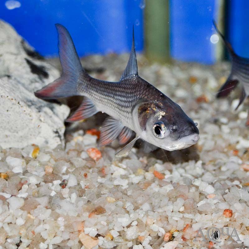 Siamese Giant Carp (Catlocarpio siamensis) 1.75"-2"