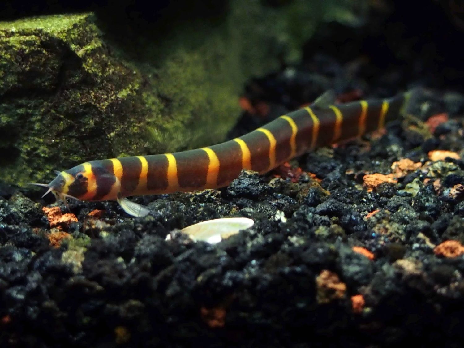Kuhli Loach (Pangio Kuhlii/Semicincta)