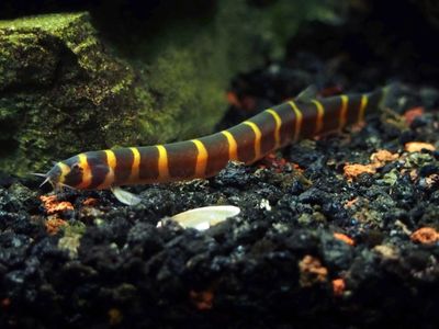 Kuhli Loach (Pangio Kuhlii/Semicincta)